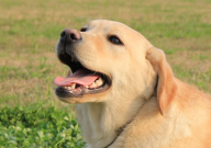 拉布拉多開始懂事的表現（變乖）